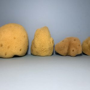 Pacific Silk Sponges