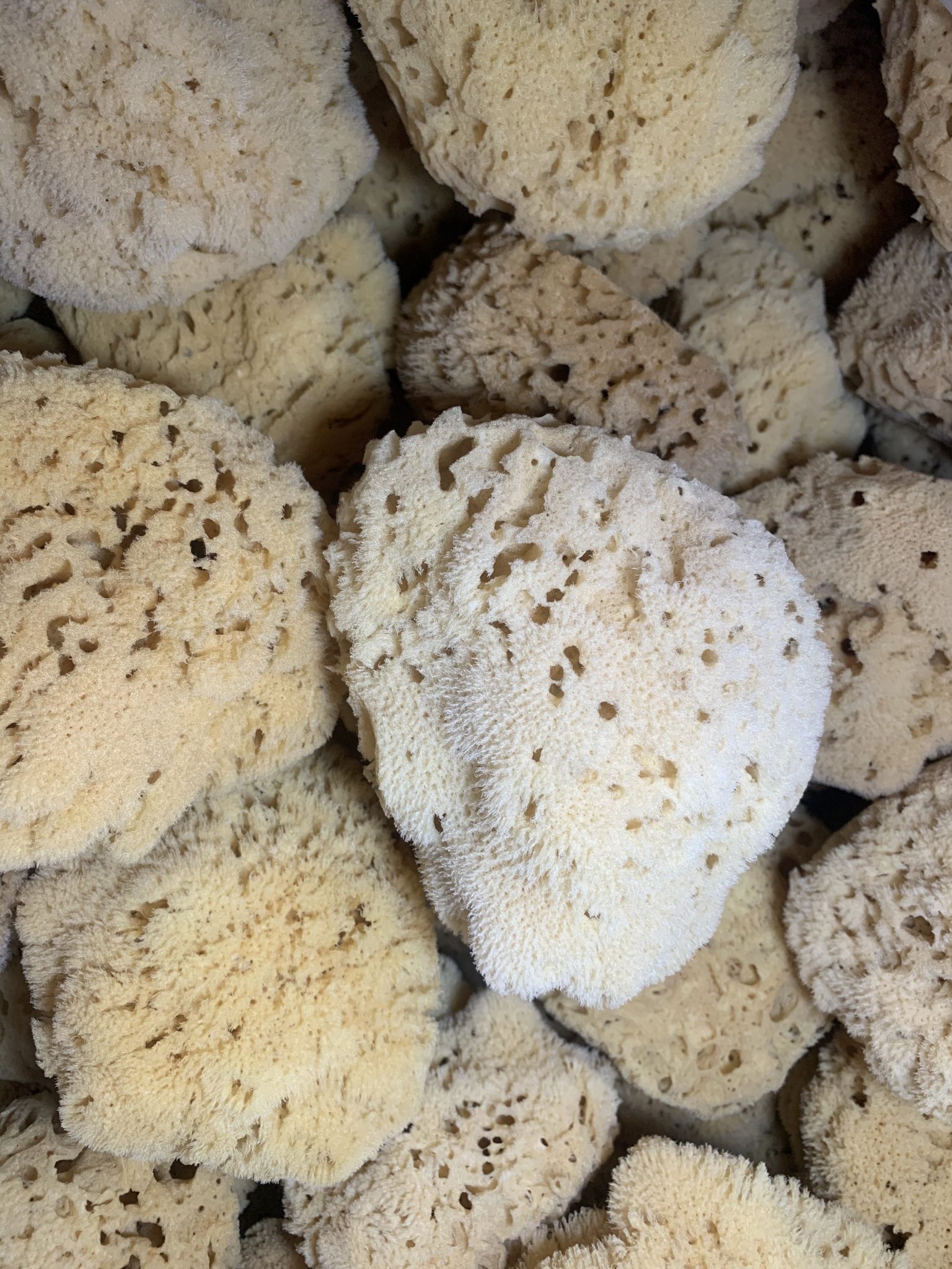 yellow sponges Lori's Soap Shop