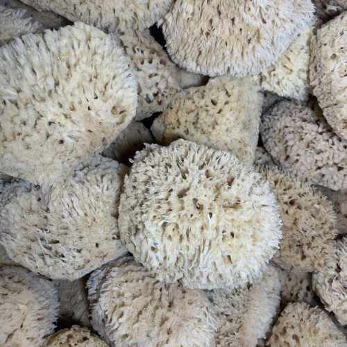 Wool Sponge (main)